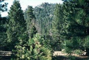 Photo of typical coniferous forest