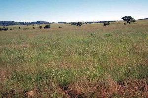 Photo of typical grassland