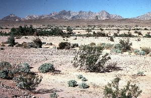 Photo of typical desert