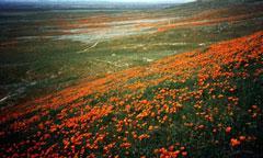 Antelope Valley poppies