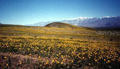 Death Valley sunflowers