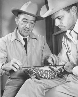 比尔·伍丁和比尔·卡尔测量了吉拉怪兽
