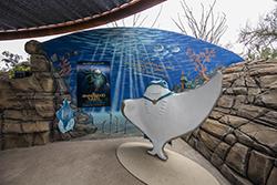 斯特拉的黄貂鱼- 2016概念由雷切尔泰勒Ivanyi ASDM展览部门制作