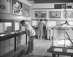 小动物室，大约20世纪50年代