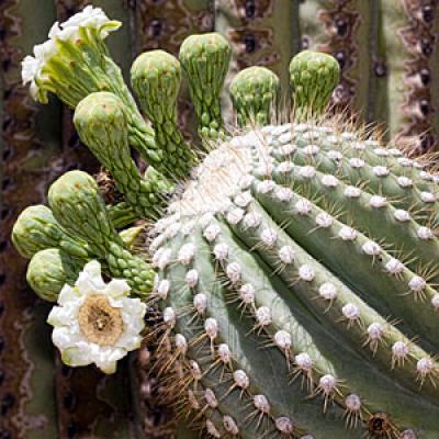 Saguaro flower and buds