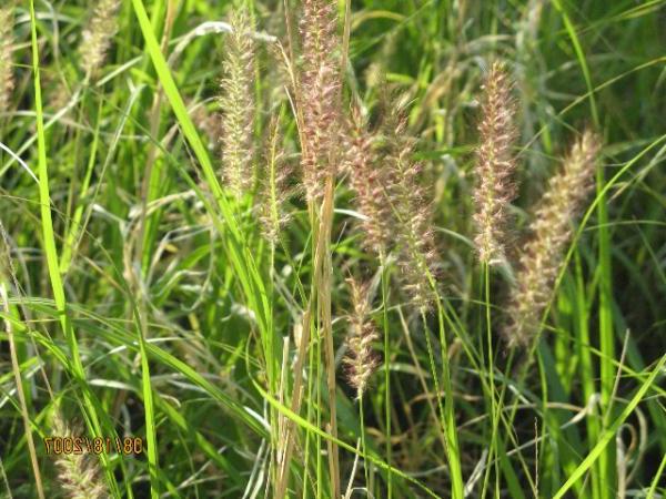 Photo of buffelgrass stalk