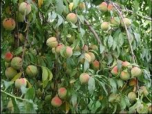 索诺拉圣伊格纳西奥，成熟的桃子照片