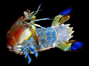 螳螂虾(鱿鱼科). 拉里·乔恩·弗里森摄