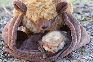 毛绒蝙蝠抱着小的真蝙蝠