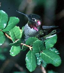 Anna's Hummingbird photo
