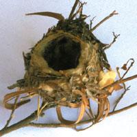 Hummingbird nest photo