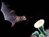Night photo of bat about to feed on saguaro flower - by M. Tuttle