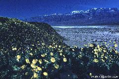 Death Valley flowers & snow - BIG FILE