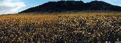 Sunflower panorama