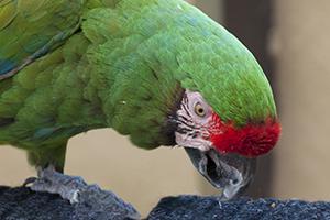 Photo of Luca the Military Macaw