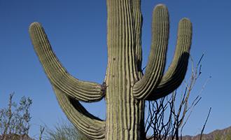 Photo of a Saguaro