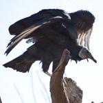 黑秃鹰