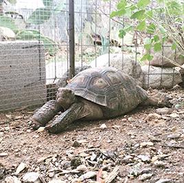 Tortoise enjoying his new, secure backyard home