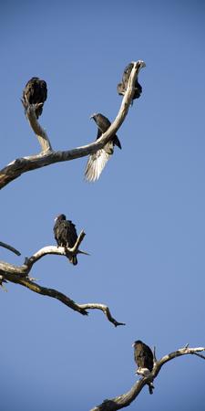 五只秃鹫坐在一棵枯树的树枝上