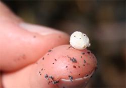 Plastic nodule on finger for scale