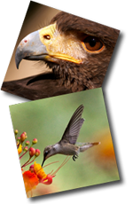 鹰和蜂鸟喙的照片